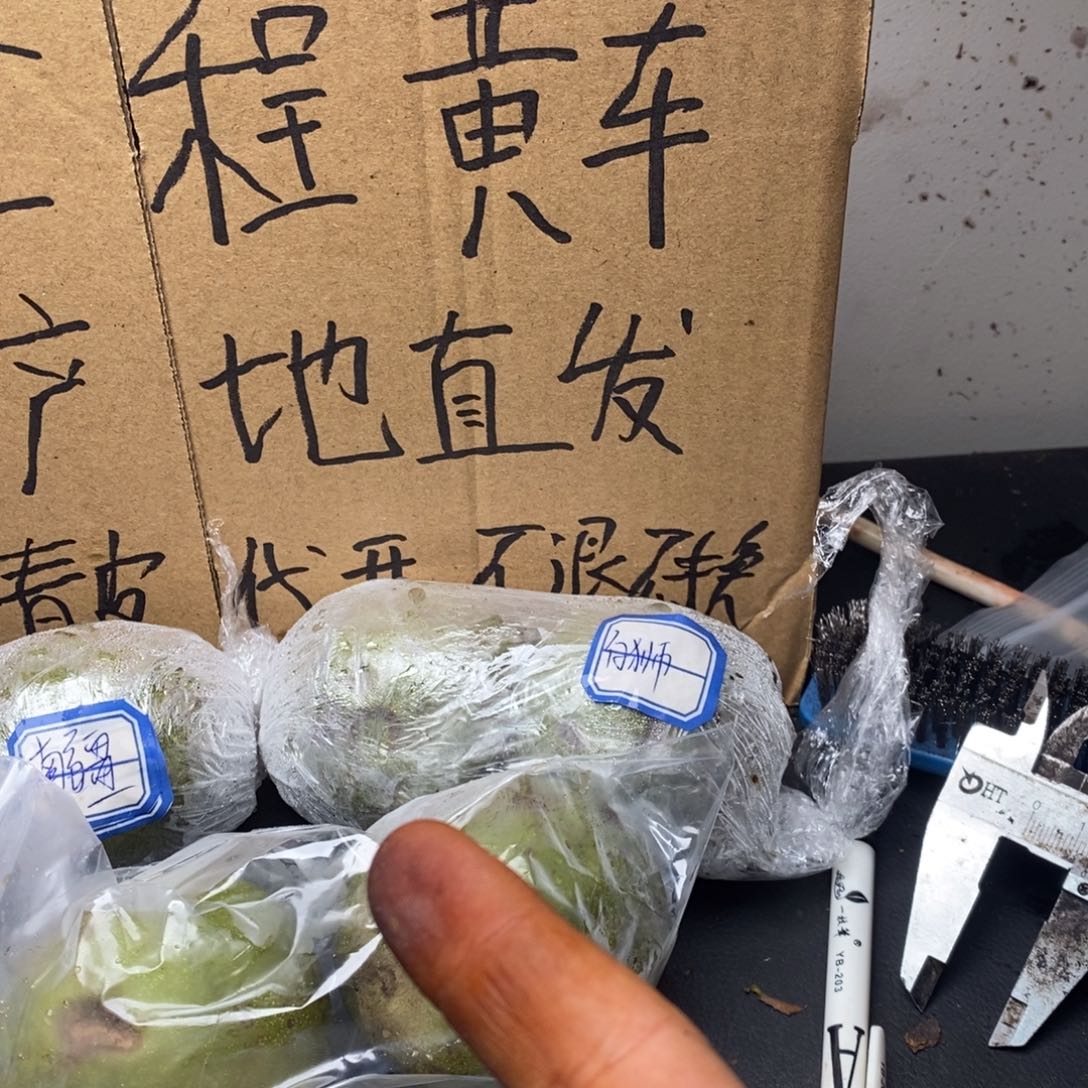 zwf蛤蟆头产地直发6