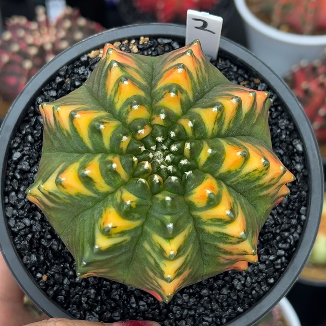 2泰系实生貘锦，带盆土发货