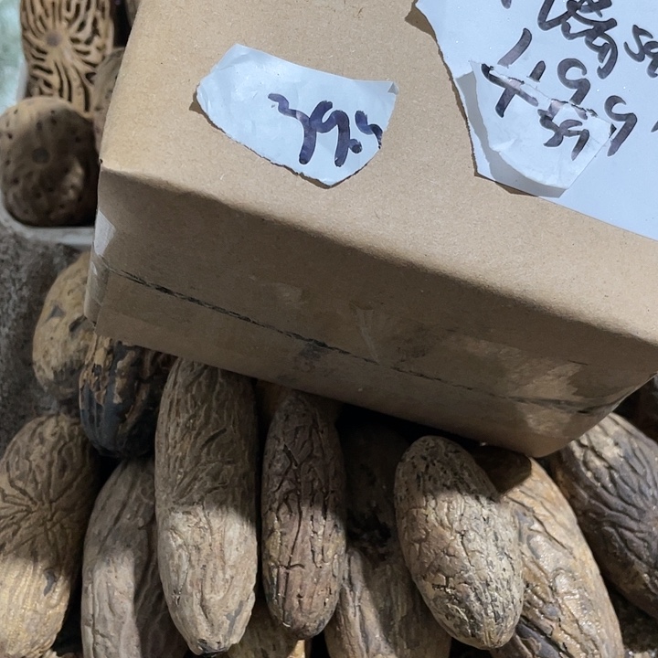 月***下千眼菩提刷果老果