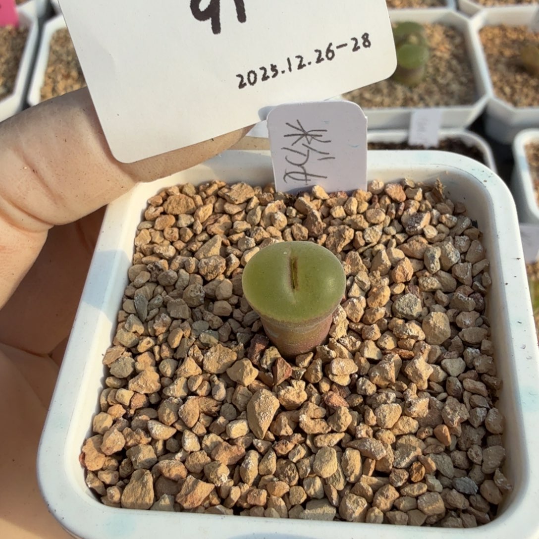 无***儿多肉多肉多肉12-091