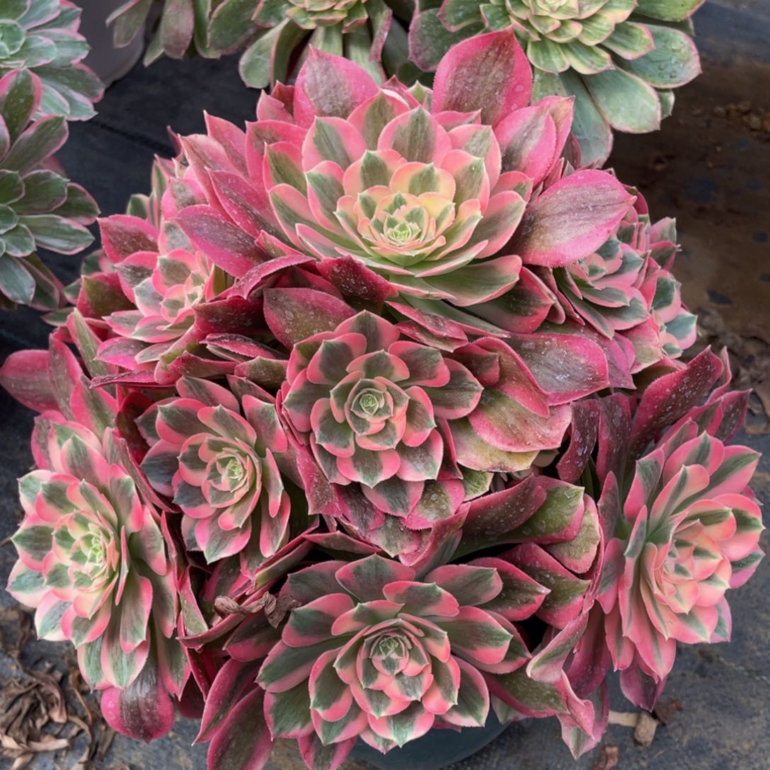 685粉女郎精品法师多肉