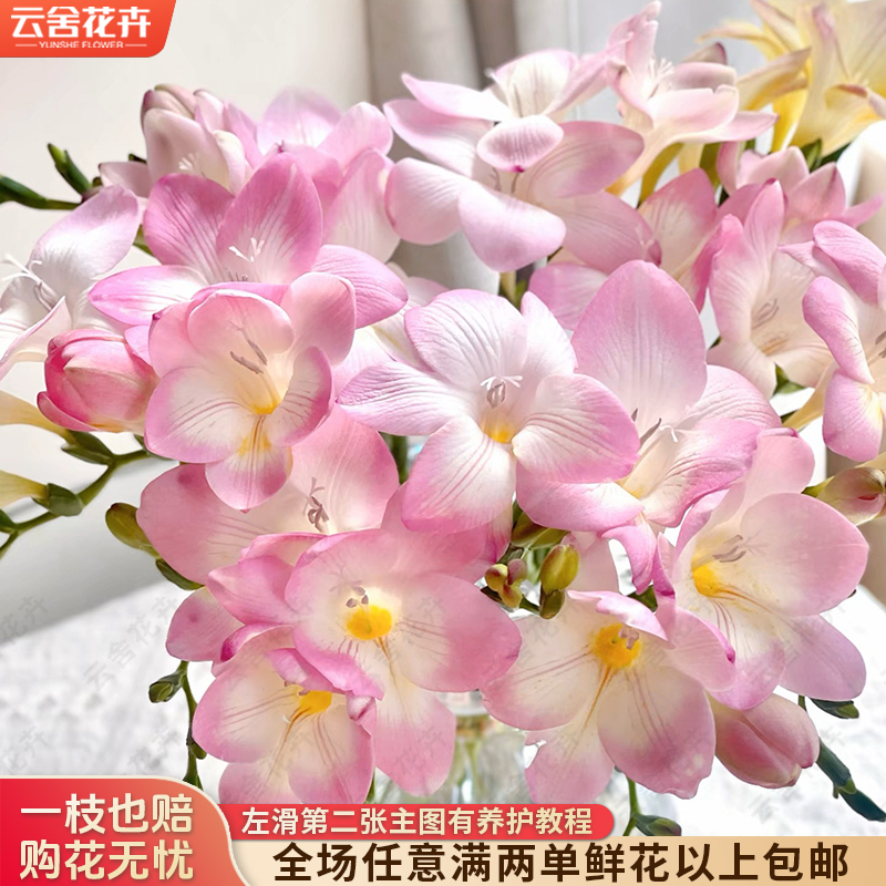 【云舍花卉】【粉色】香雪兰 【不保水】任意满两单及以上鲜花包邮