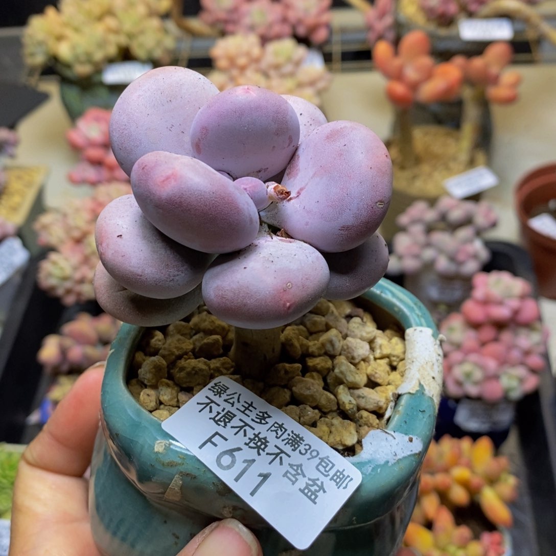 611大叶奶多肉6c m