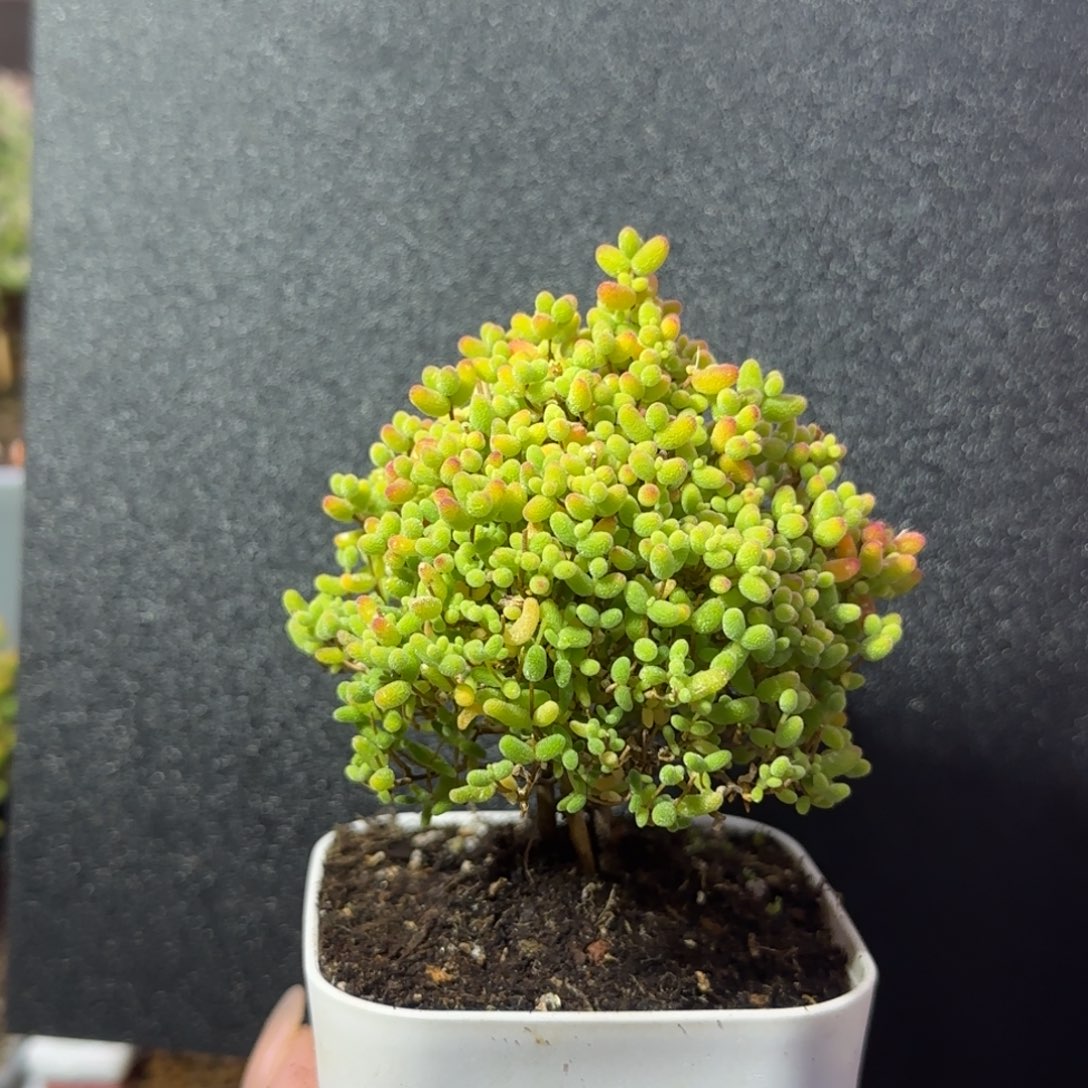 dy1164精控蜜橘圣诞树福利