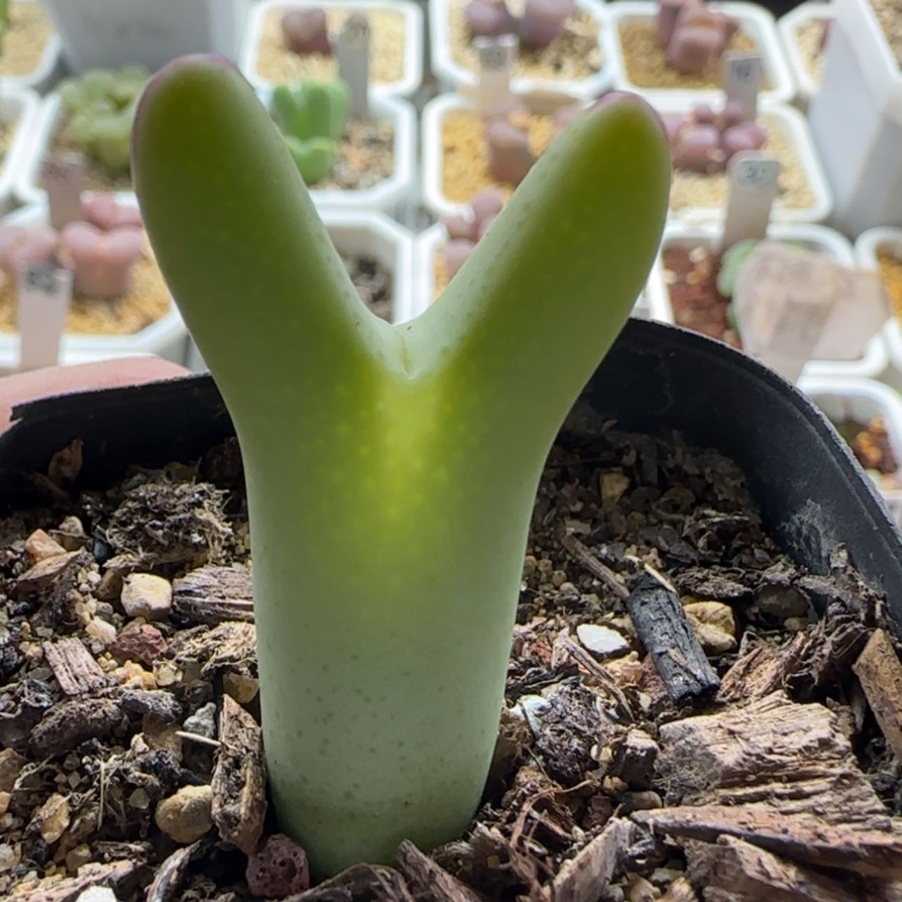 【闪购商品】0562     