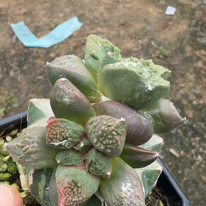 无花朵231哥斯拉牡丹锦