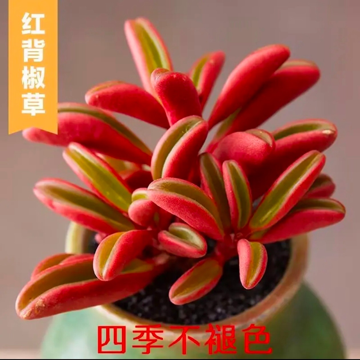红背椒草双头 带塑料盆土 多肉植物