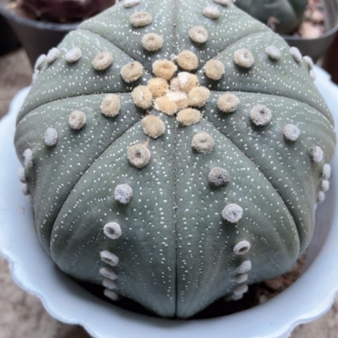 星都锦仙人球28米
