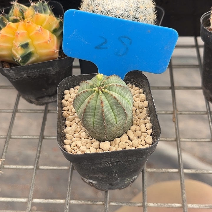 我也不知道我为什么要这样