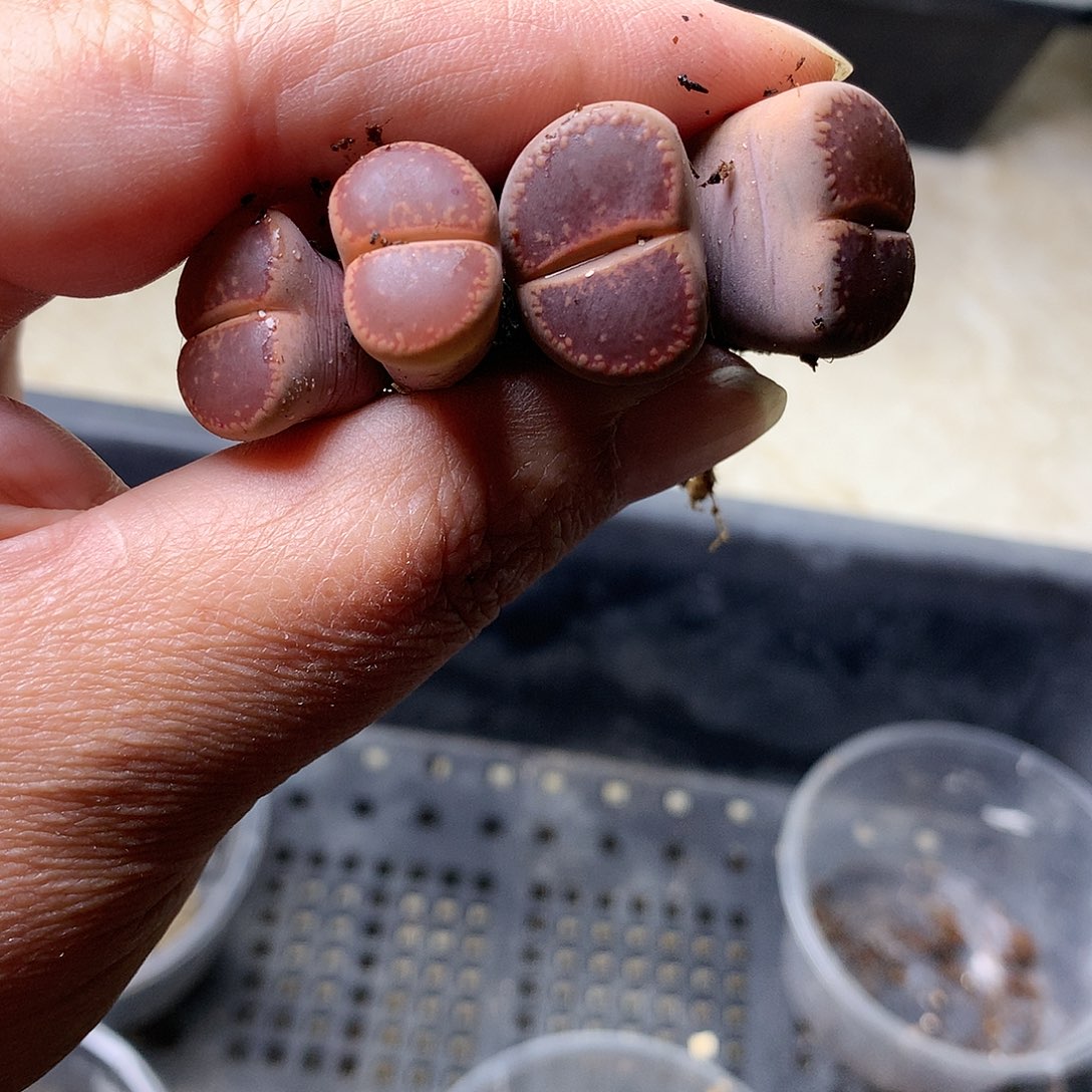 E375多肉植物保护研究所