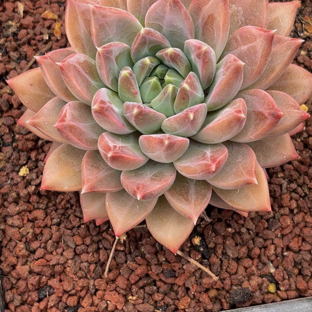 2689下午多肉植物群生