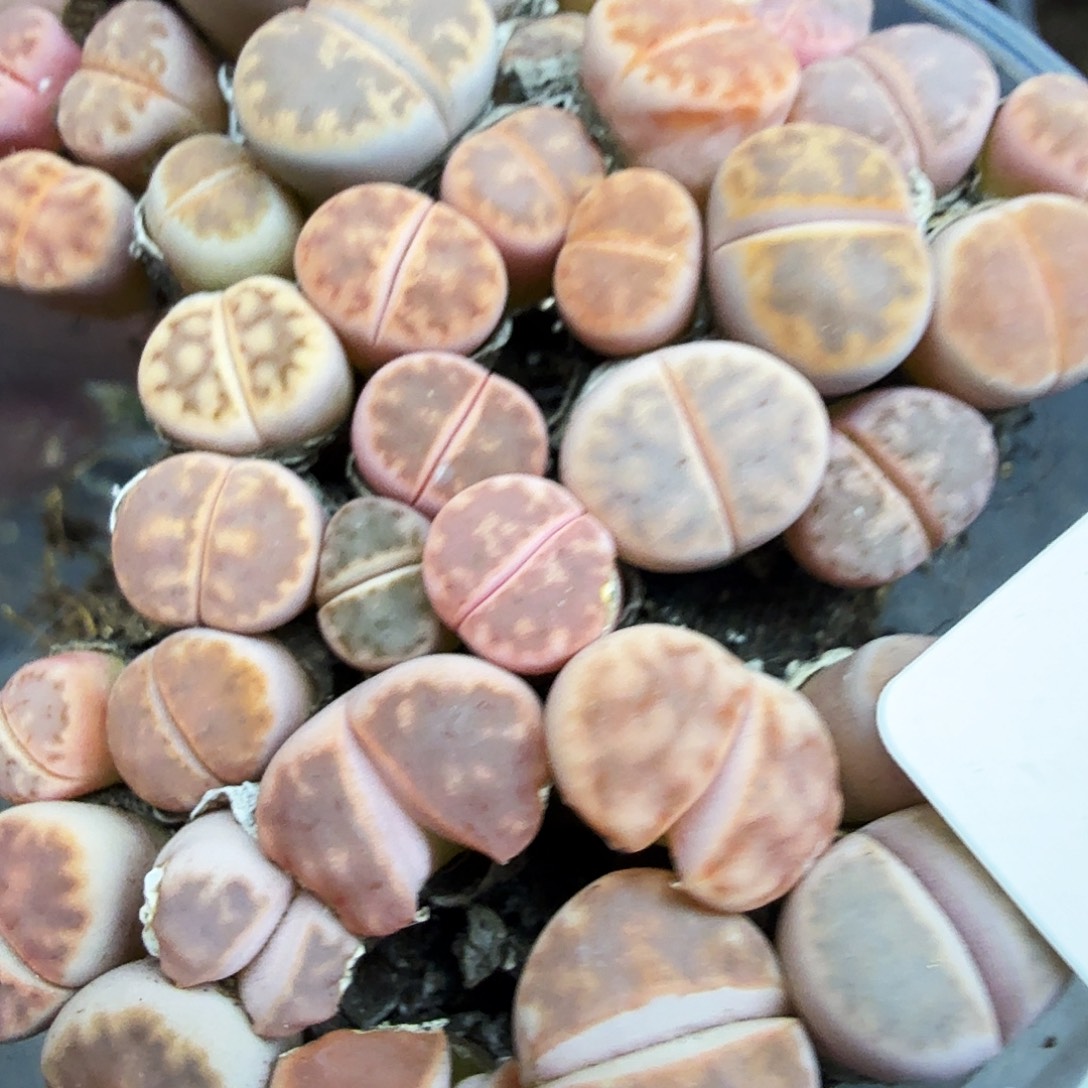 是因为他们没有勇气离开他092我