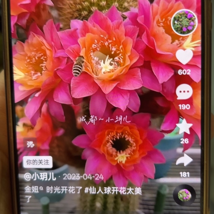 无花朵仙人球侧芽歪时光