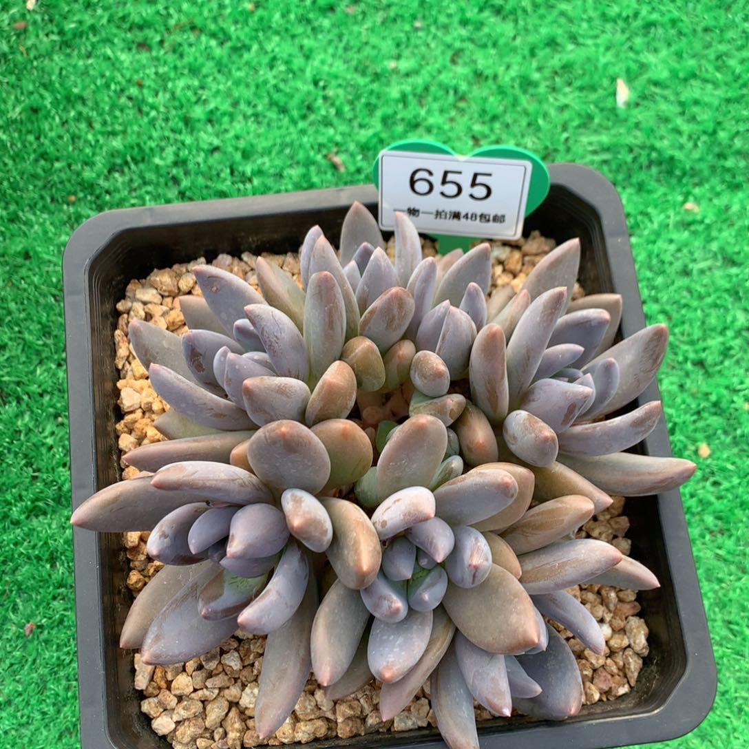 ****雪黑加仑无砍平头655