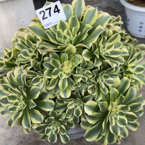 274绿豆沙25厘米左右