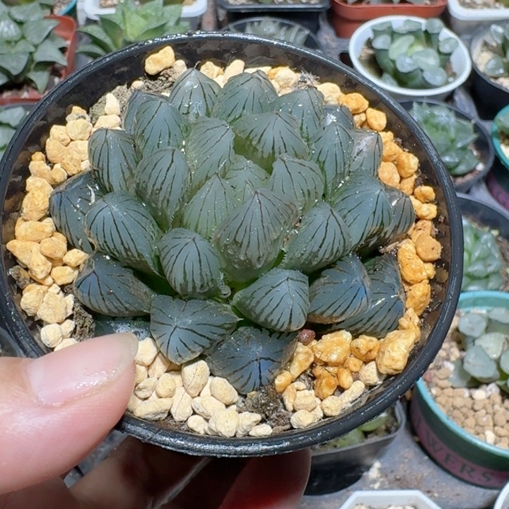 十二卷玉露大颗黑姬寿