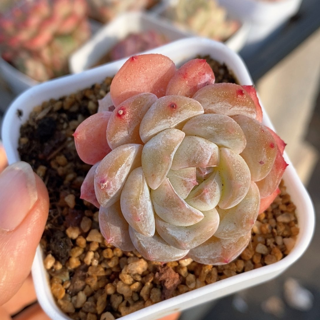 精品多肉一物一指不包整111