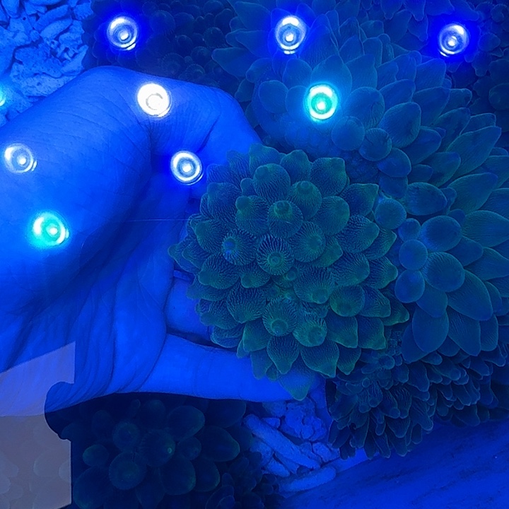 奶嘴海葵奶嘴海葵