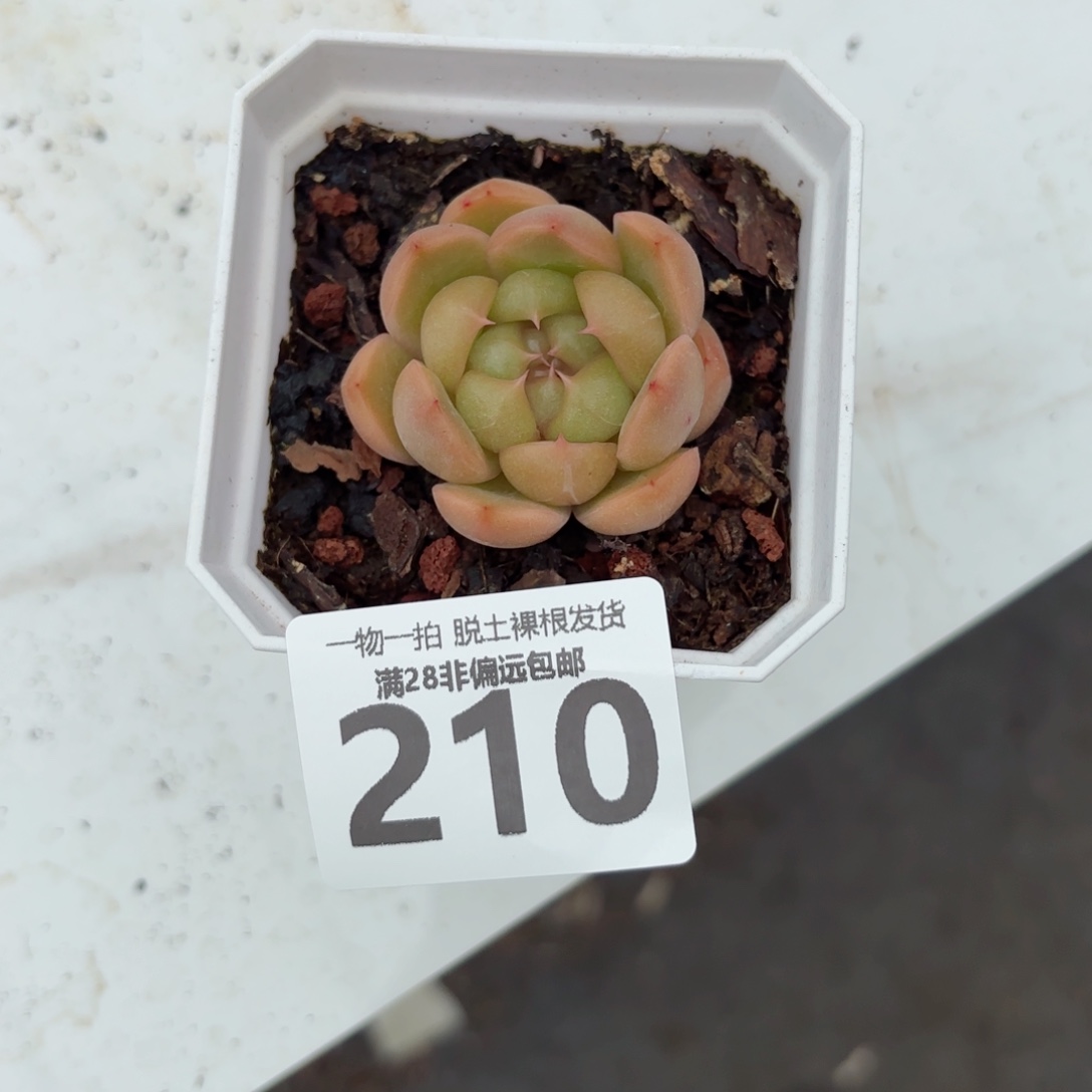 皮皮珍妮单头无盆土发货