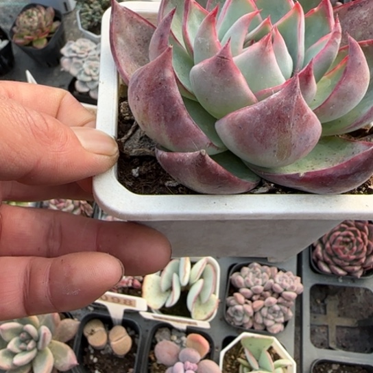 96惊鸿多肉植物多