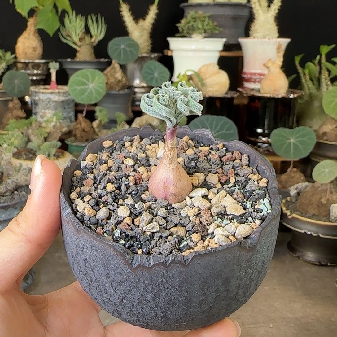 一物一拍GL弹簧草02