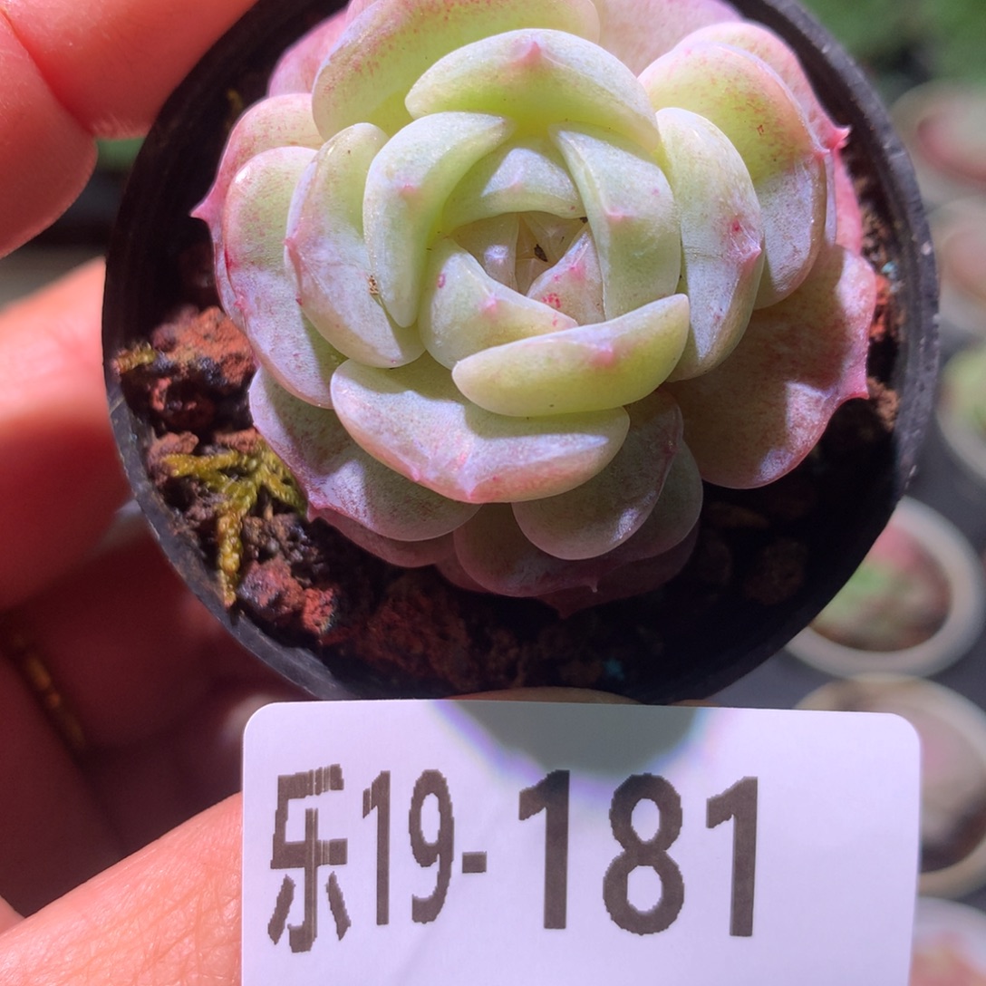 乐然19-181 纯爱单头 
