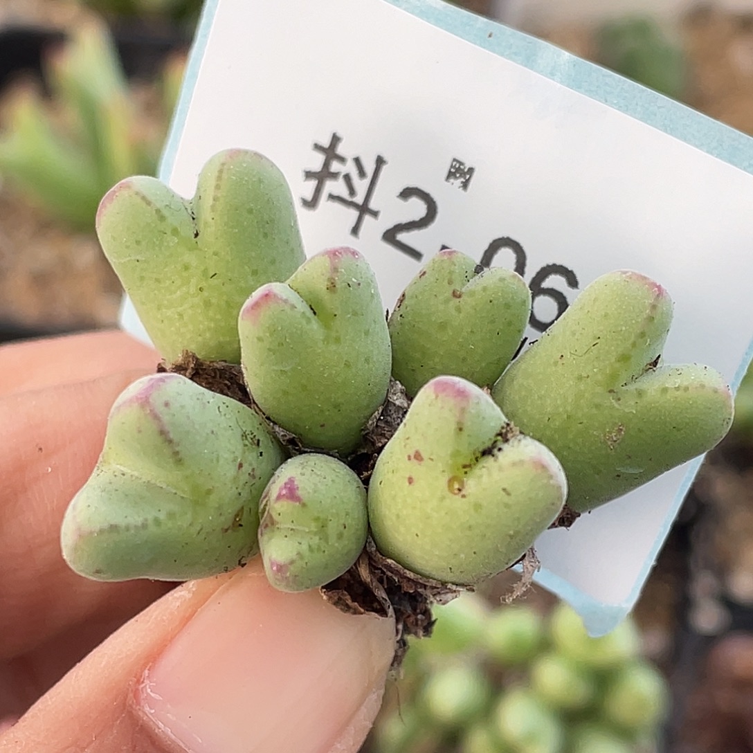 2-6猪蹄多肉植物肉锥