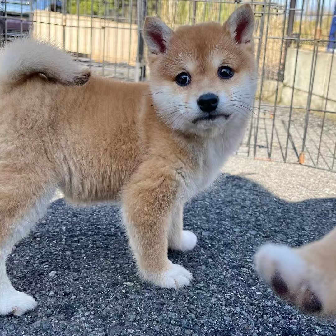 新（哆咪柴犬）T狗狗活体