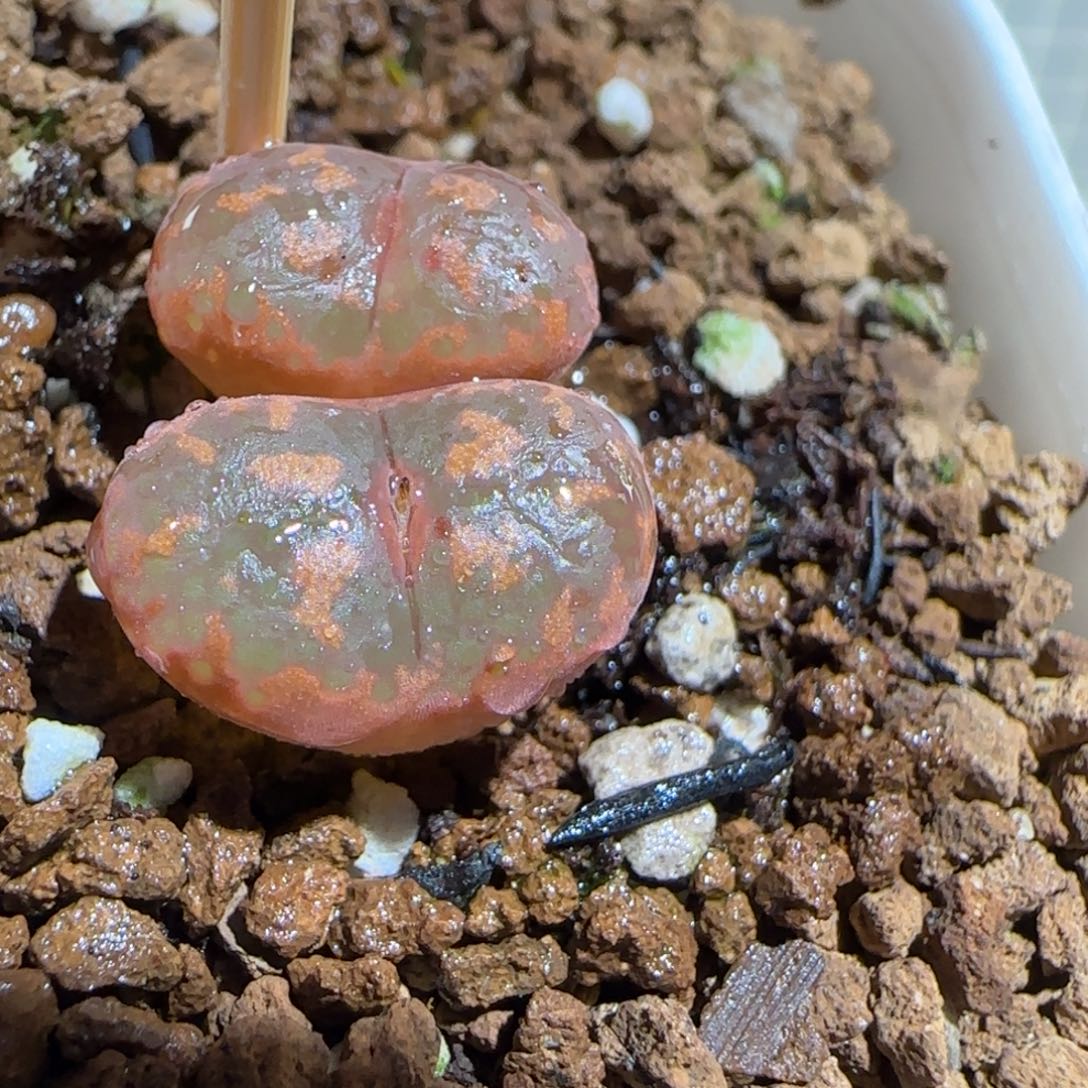 肉锥多肉植物组合-爱心勋章有疤92