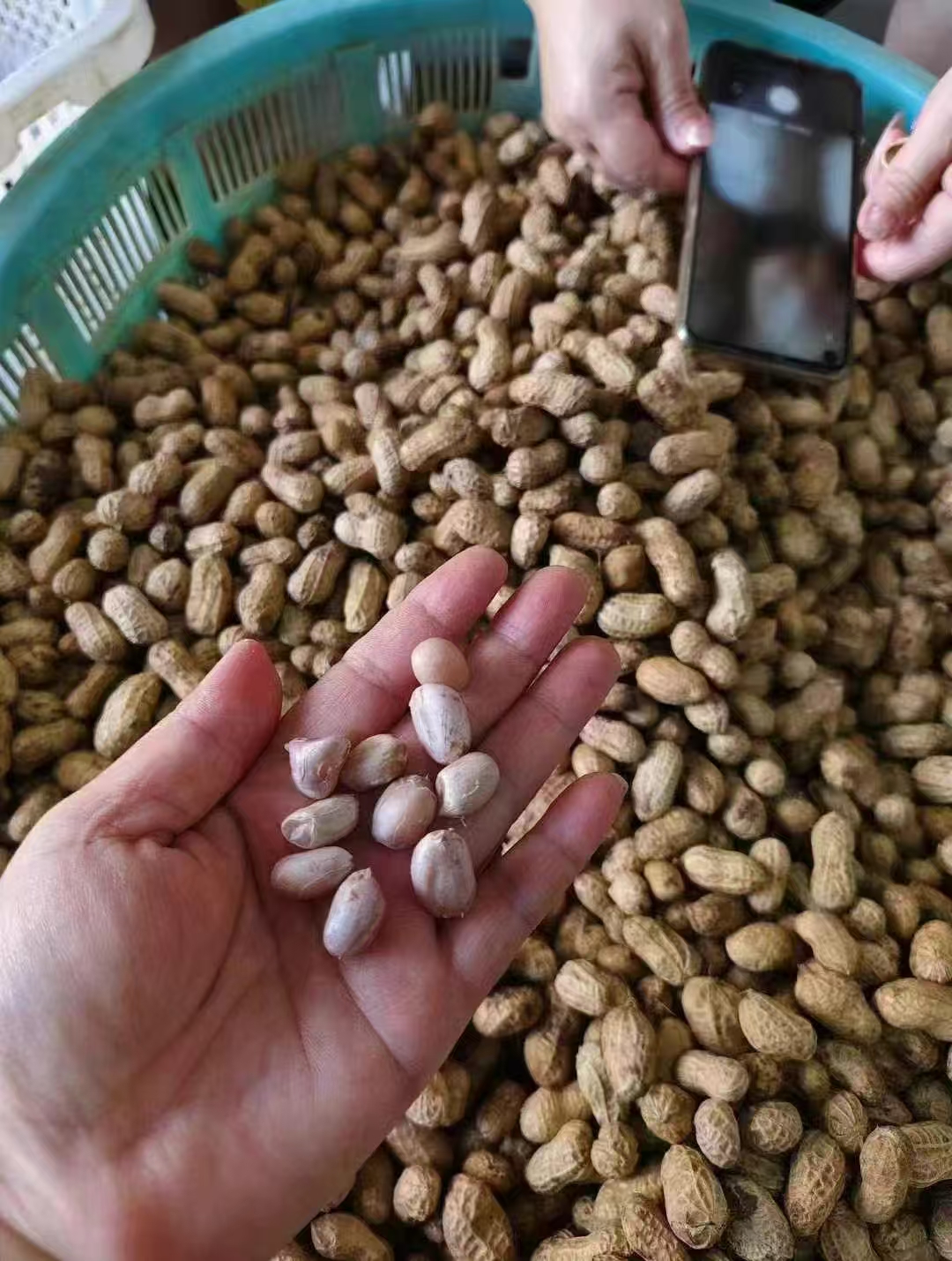 农家新货晒干带壳原味水煮花生莆田特产