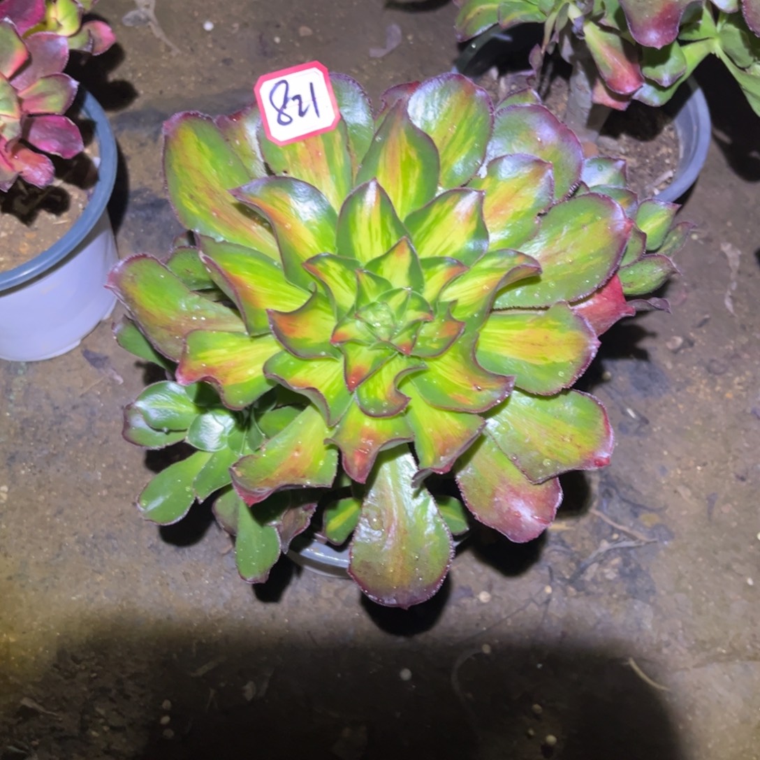 821多肉植物魅影七彩中班