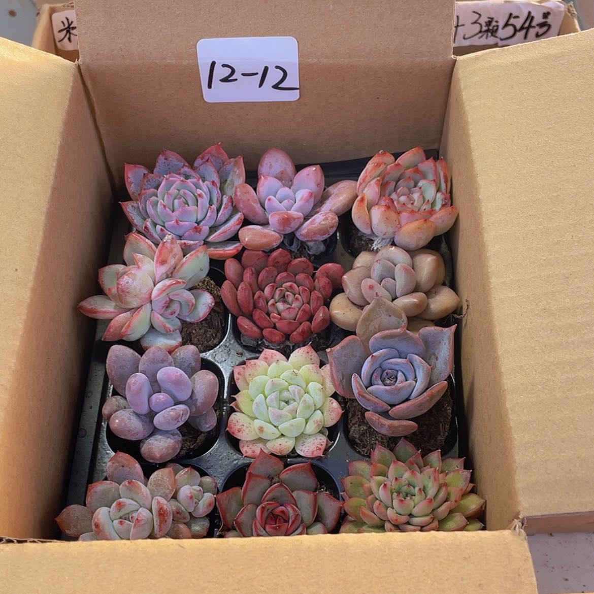 【闪购商品】12颗-12