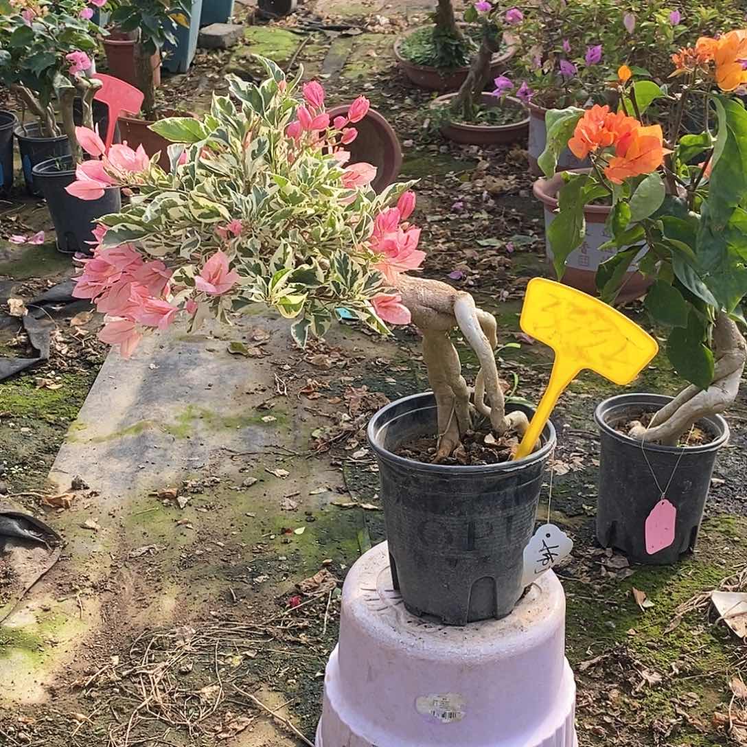 大部分开放少量花苞粉布丁3532