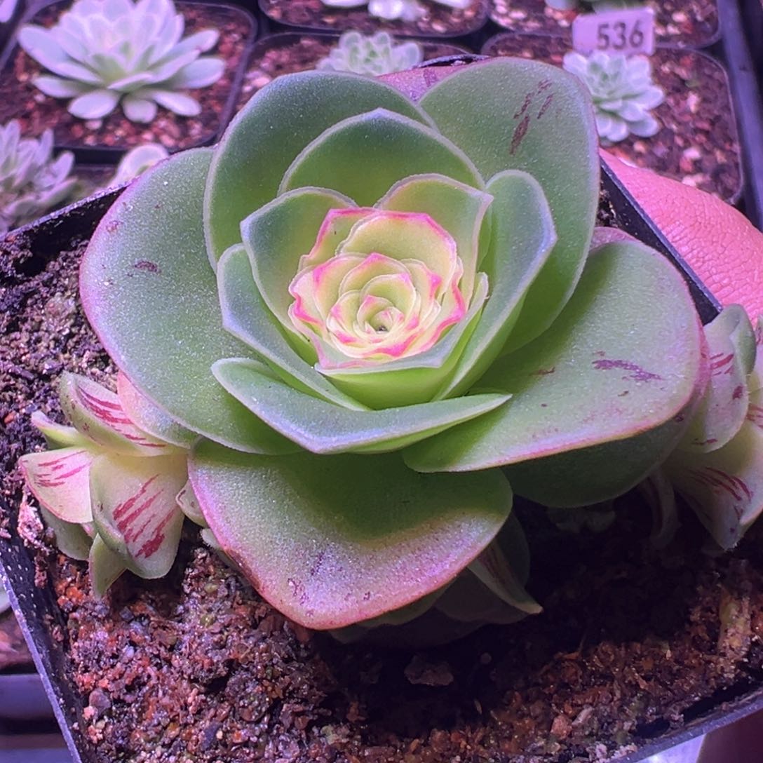 秋红叶703山地玫瑰多肉