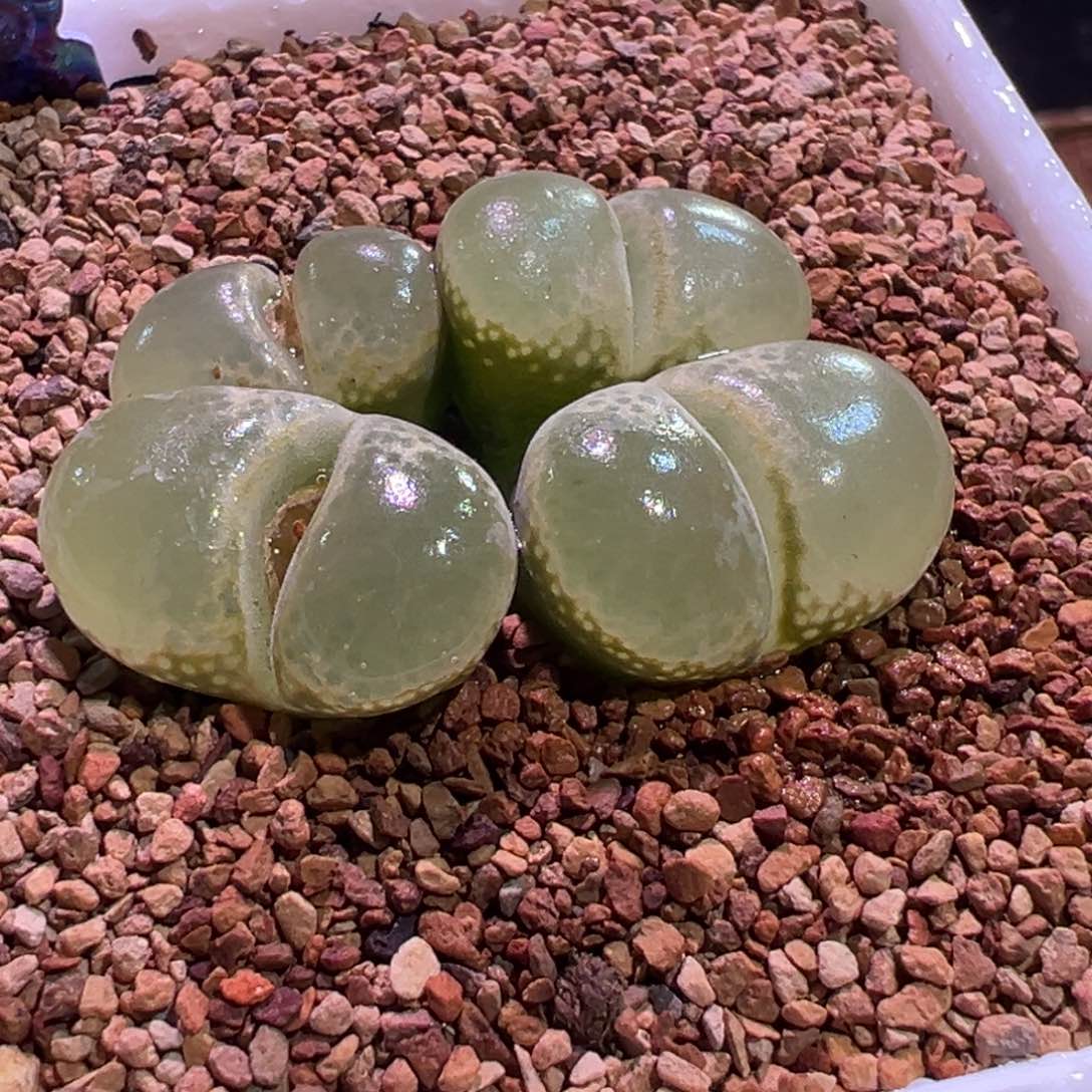 0305，玻璃窗，肉锥植物