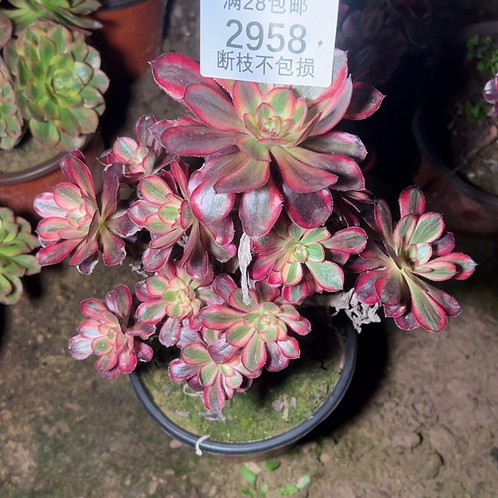 2958香奈儿多肉植物