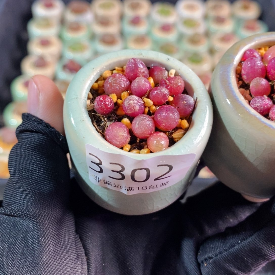 3302-一物一拍 带盆 