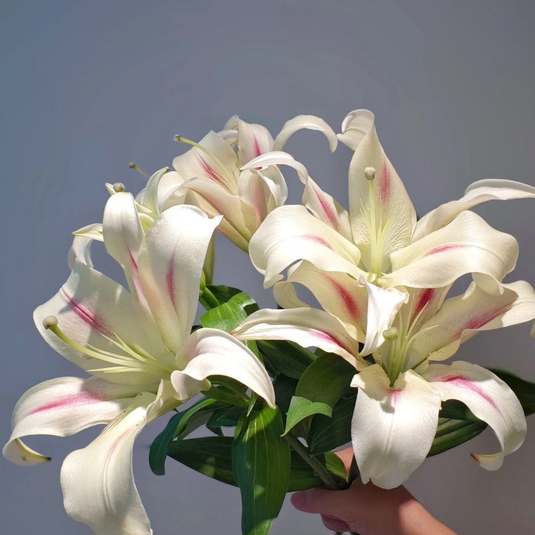 【小仙女】百合花三头鲜花束云南基地直发水养真花家用插花速递同城