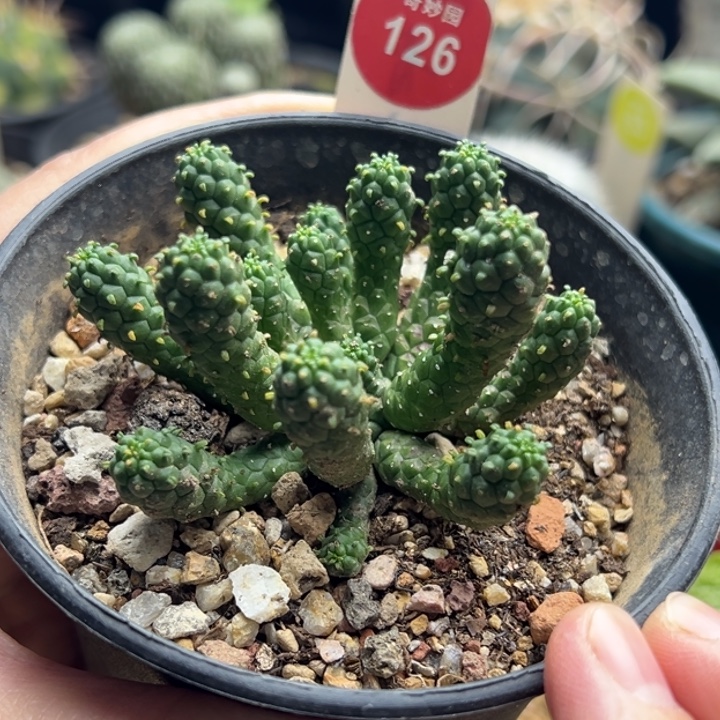 实生阎魔大戟一棵仙人球