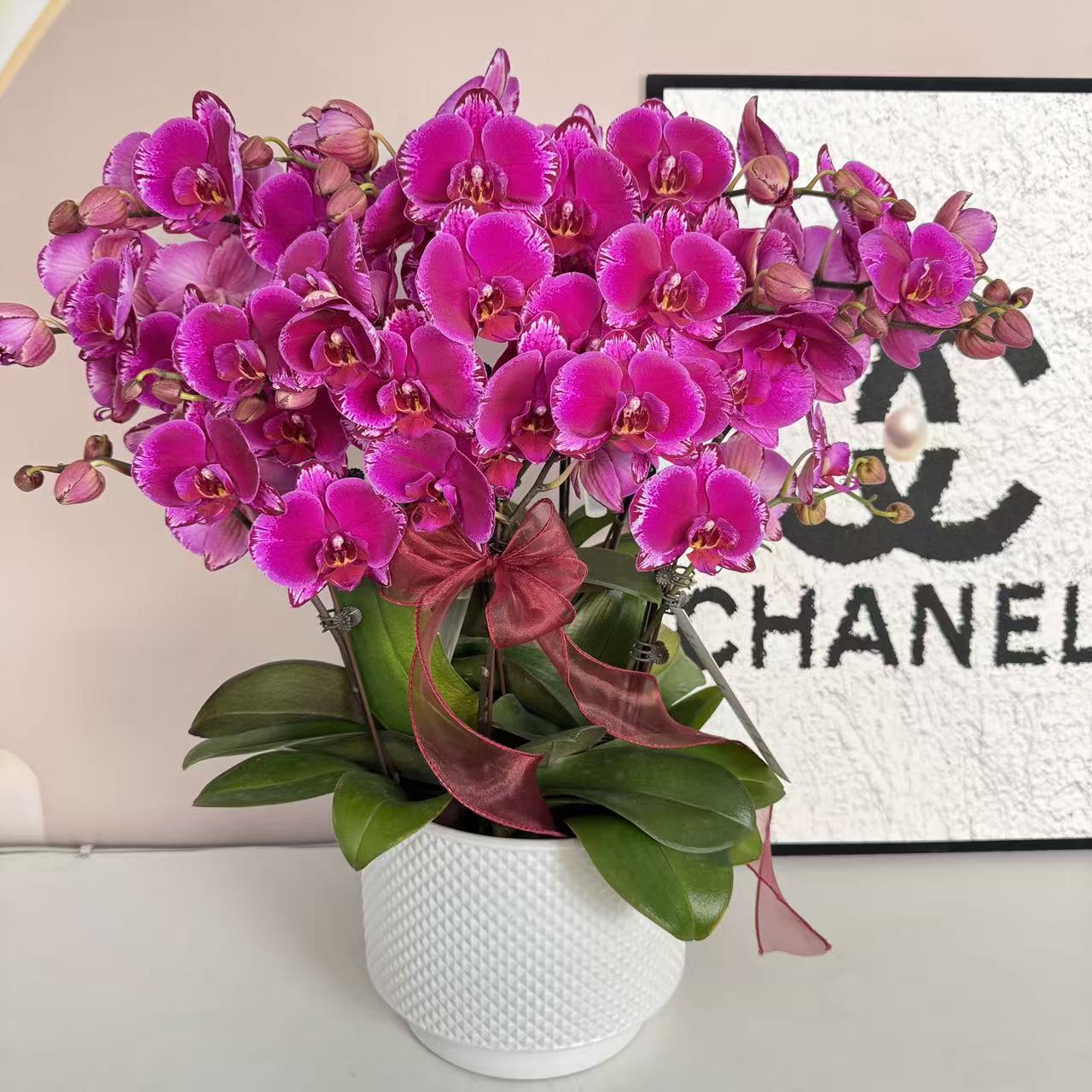 精品蝴蝶兰【开心光芒】鲜花盆栽好养活多样性发货