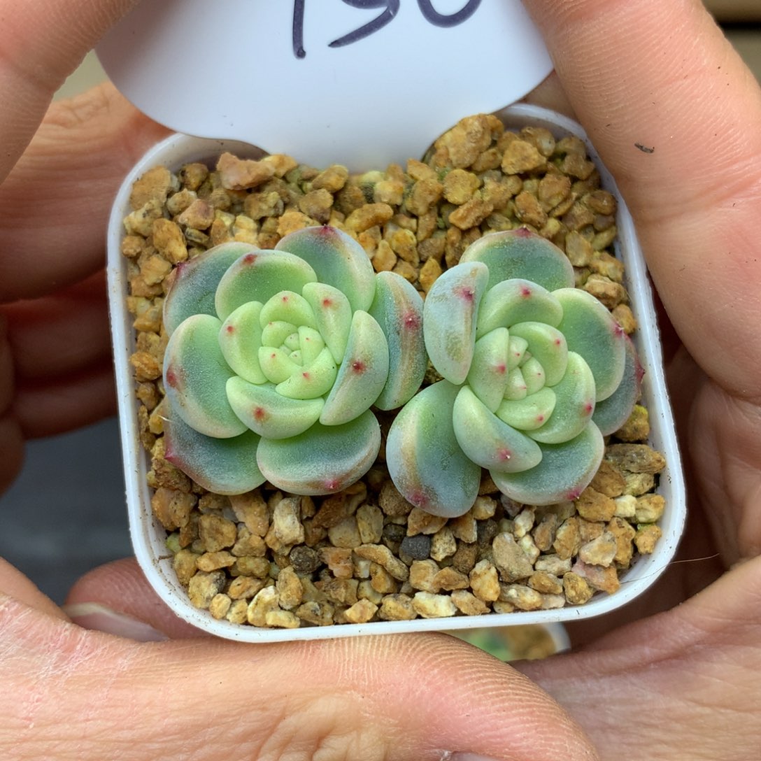 秃子甜心单头156