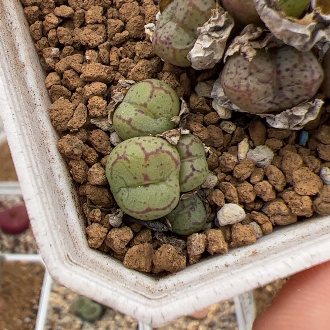 椿****0321号伍彻斯特 多肉植物