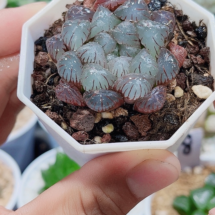 紫宝石新手好养的