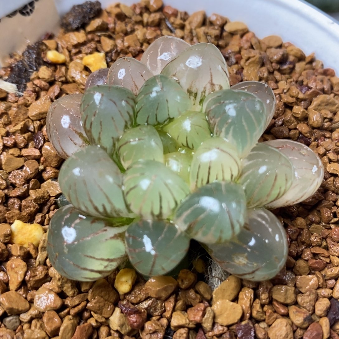 711姬玉露锦一物一拍