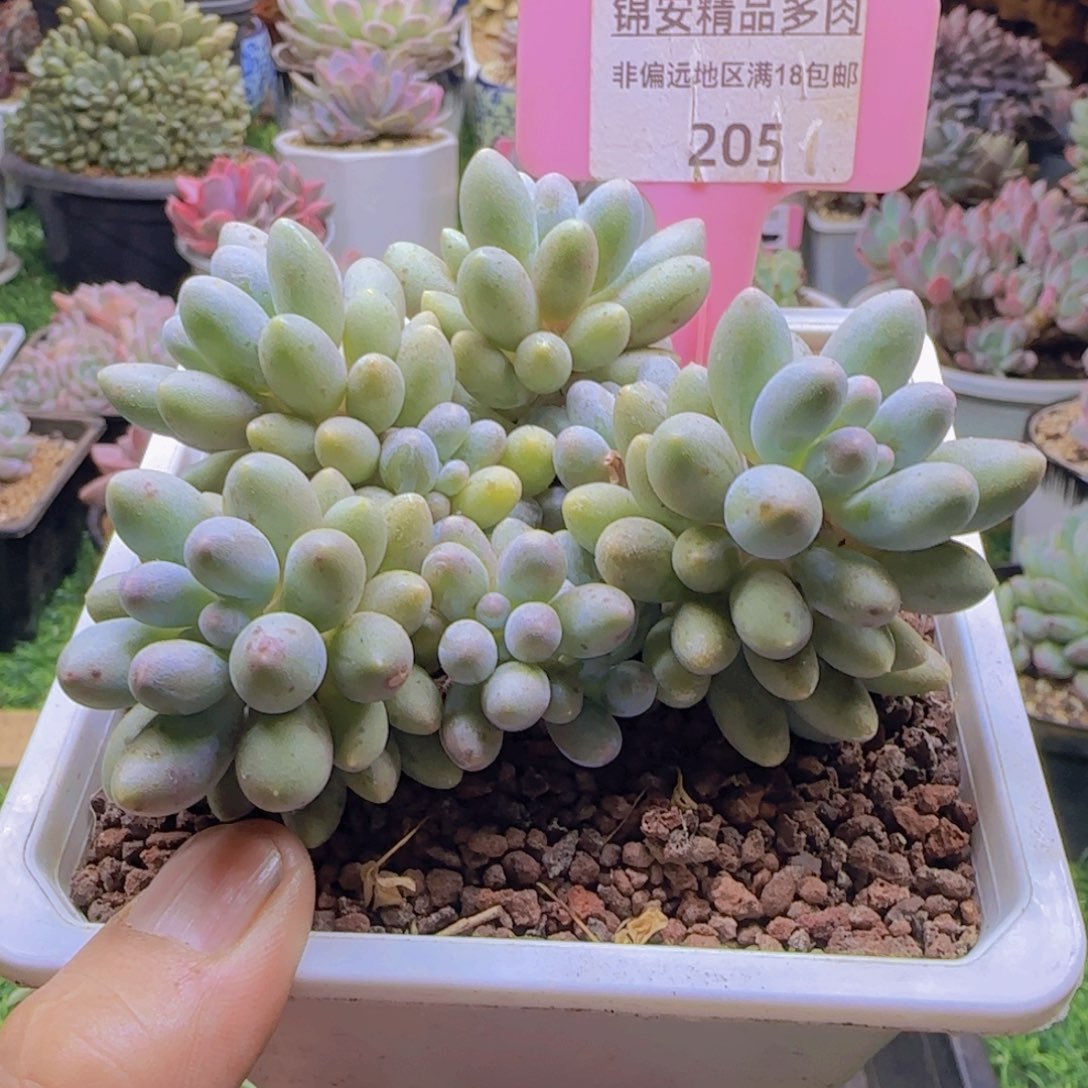 锦安精品多肉植物205