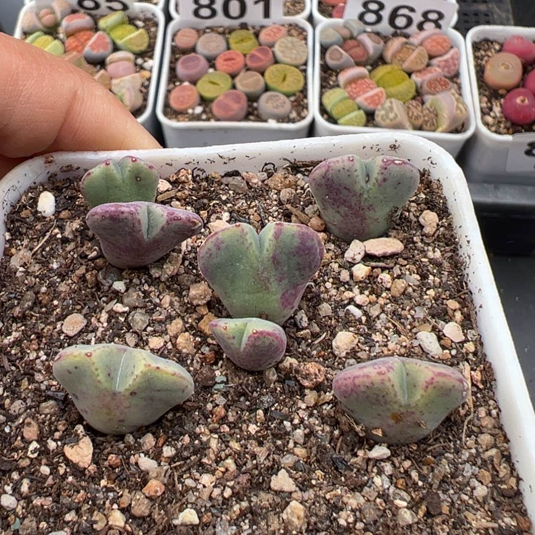 1.20好看的多肉930