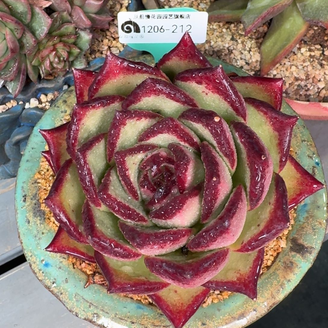 从前慢花园多肉编号1206.212