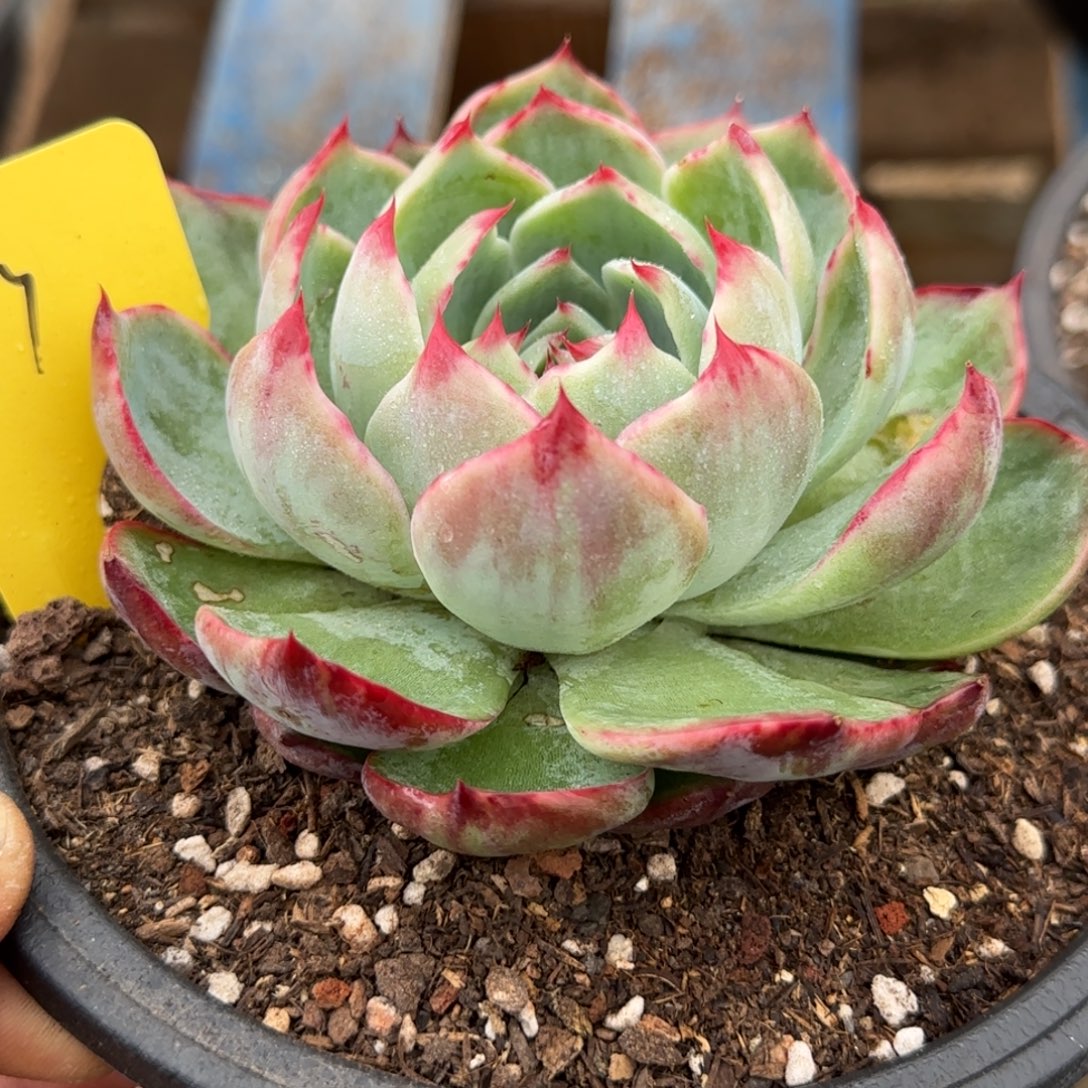 花脸拉丝惊鸿一物一拍包装收缩花旱297