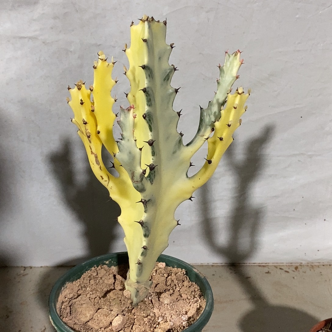 白龙骨一物一拍一