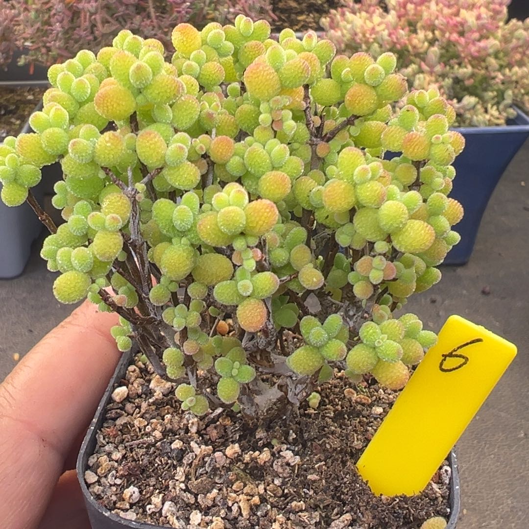 金桔糖球6.5cm盆6号